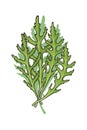 Hand drawn icon of green fresh arugula rucola